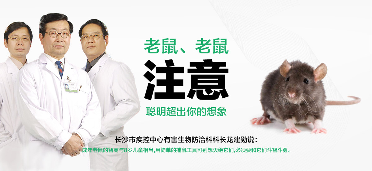 老鼠聰明超出你想象。