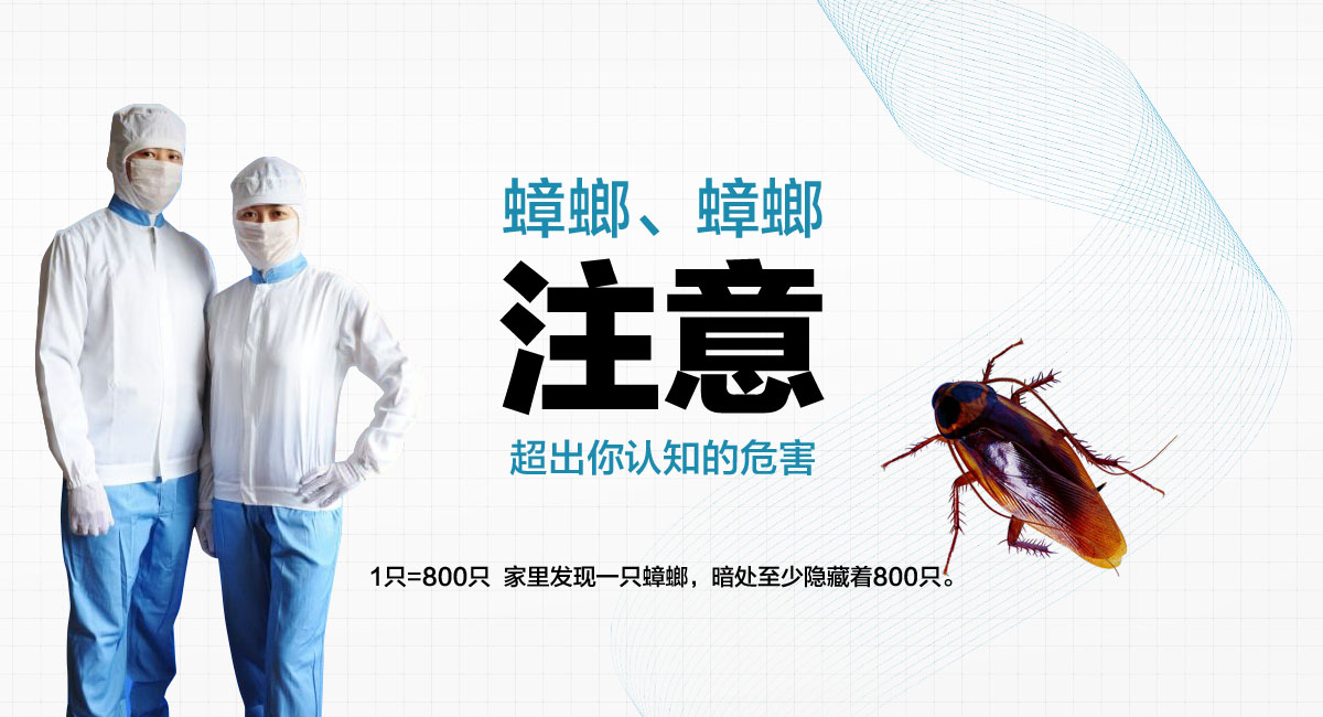 1只=800只 家里發(fā)現(xiàn)一只蟑螂，暗處至少隱藏著800只。